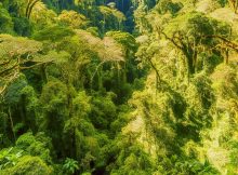 Corcovado National Park